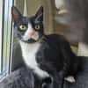 PÜPPI - Zartes Katzenmädchen sucht !