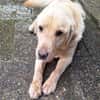 TIMMI sucht sein Zuhause