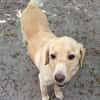 TIMMI sucht sein Zuhause