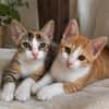 Nefeli & Orion suchen gemeinsam ein Zuhause