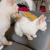 super lieber Pablo