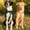 Millie & Ted suchen DICH!