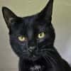 MOGLIE-kleiner Panther sucht sein Reich!