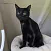 MOGLIE-kleiner Panther sucht sein Reich!