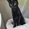 MOGLIE-kleiner Panther sucht sein Reich!