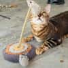 Anhängliche Bengalkatze-Mix Mimi