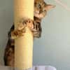 Anhängliche Bengalkatze-Mix Mimi
