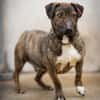Percy sucht ein liebevolles Zuhause