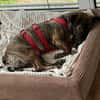 Percy sucht ein liebevolles Zuhause