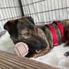 Percy sucht ein liebevolles Zuhause