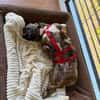 Percy sucht ein liebevolles Zuhause