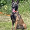Ronja und Jessie - Rohdiamanten für Malinois-Freunde