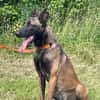 Ronja und Jessie - Rohdiamanten für Malinois-Freunde