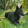 Ronja und Jessie - Rohdiamanten für Malinois-Freunde