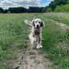 Chaplin  ein Charmeur zum Verlieben