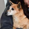 Senior Filippo sucht Zuhause