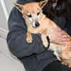 Senior Filippo sucht Zuhause