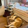 Wotan sucht ein hundeerfahrenes Zuhause