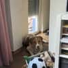 Wotan sucht ein hundeerfahrenes Zuhause
