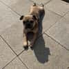 Kitty, freundliche, verspielte Französische Bulldogge