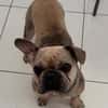 Kitty, freundliche, verspielte Französische Bulldogge