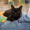 Carbone