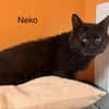 Neko