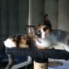 CIBOULETTE [CHATON]