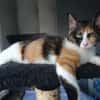 CIBOULETTE [CHATON]