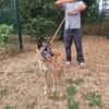 LOBO PAA24387