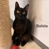 Balista