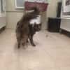 Chatouille "en cours d'adoption"