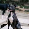 Onyx