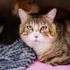 Bibouille [FIV+]