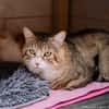 Bibouille [FIV+]