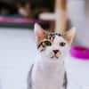 Hawai [FIV+]