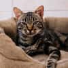 Ezyo [FIV+]