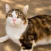 Touny [FIV+]