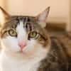 Touny [FIV+]