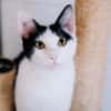 Ares