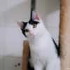 Ares
