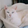 Nioky