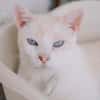 Nioky