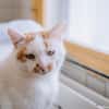 Chelki [FIV+]
