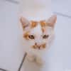 Chelki [FIV+]