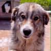 SAFFIE