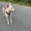 LISETTE (France)