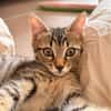 PÉPITO