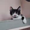 MENTHE