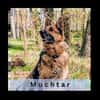 MUCHTAR, ein Schäferhund wie aus dem Bilderbuch